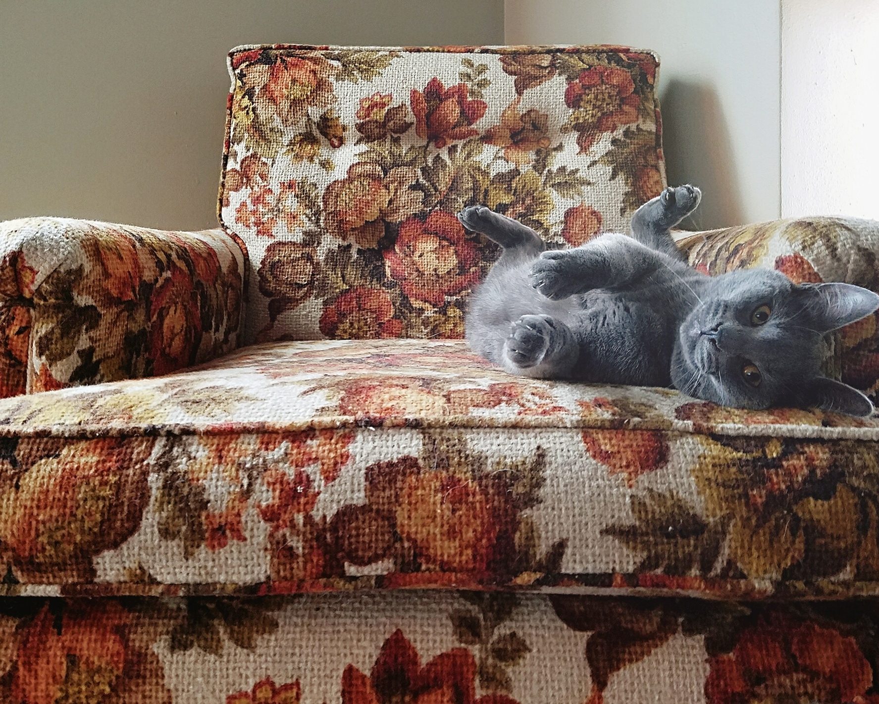 Portrait Of Cat Relaxing On Armchair At Home
