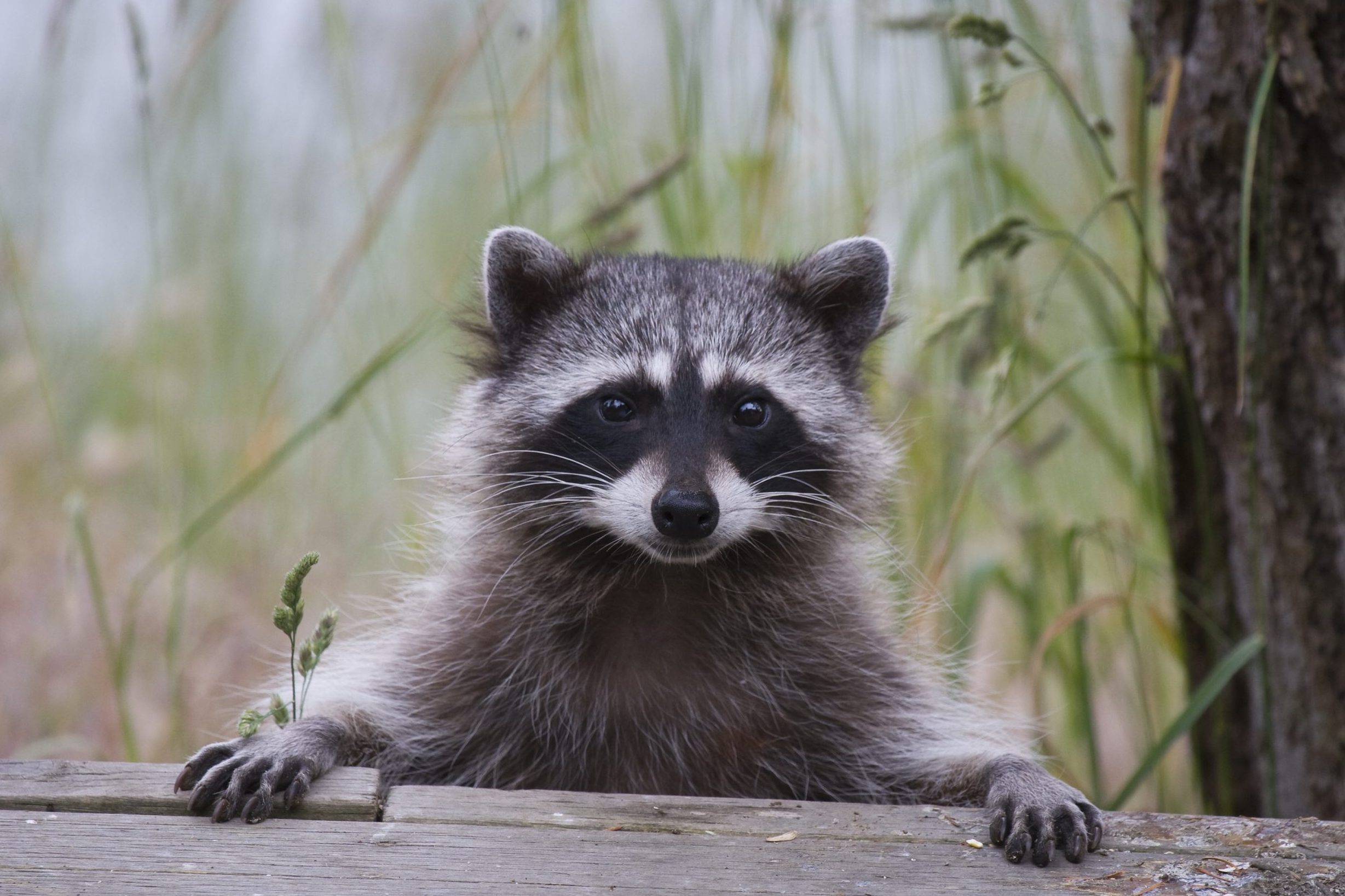 How To Make A Raccoon Come To You