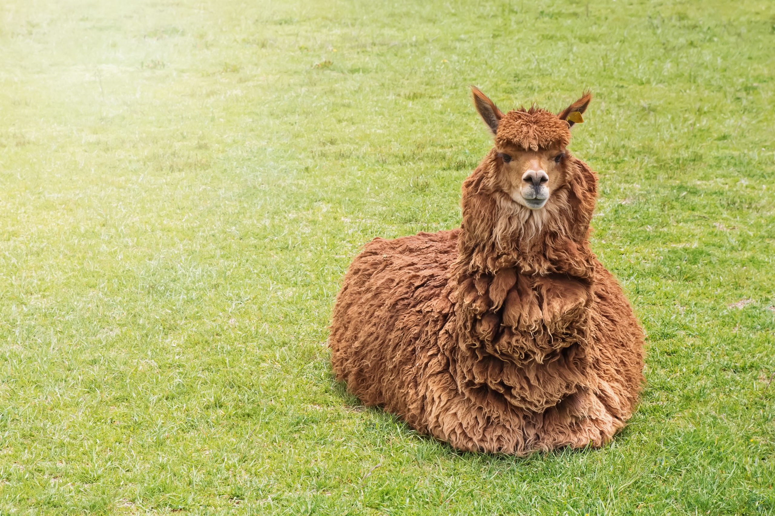 Cute funny alpca of lying on the green grass