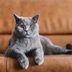 20 Cutest Cat Breeds You'll Want to Adopt