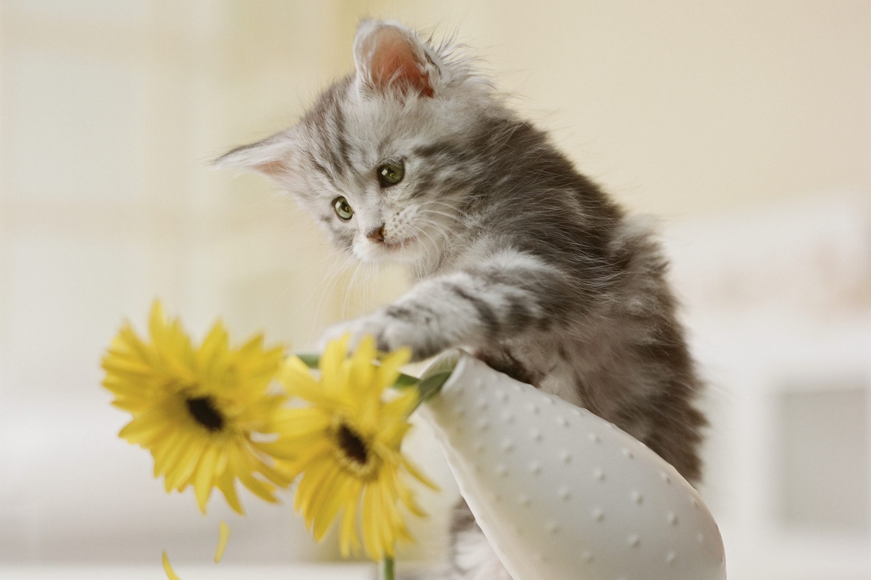 Maine Coon Kitten Knocking Over Yellow Flowers In Vase