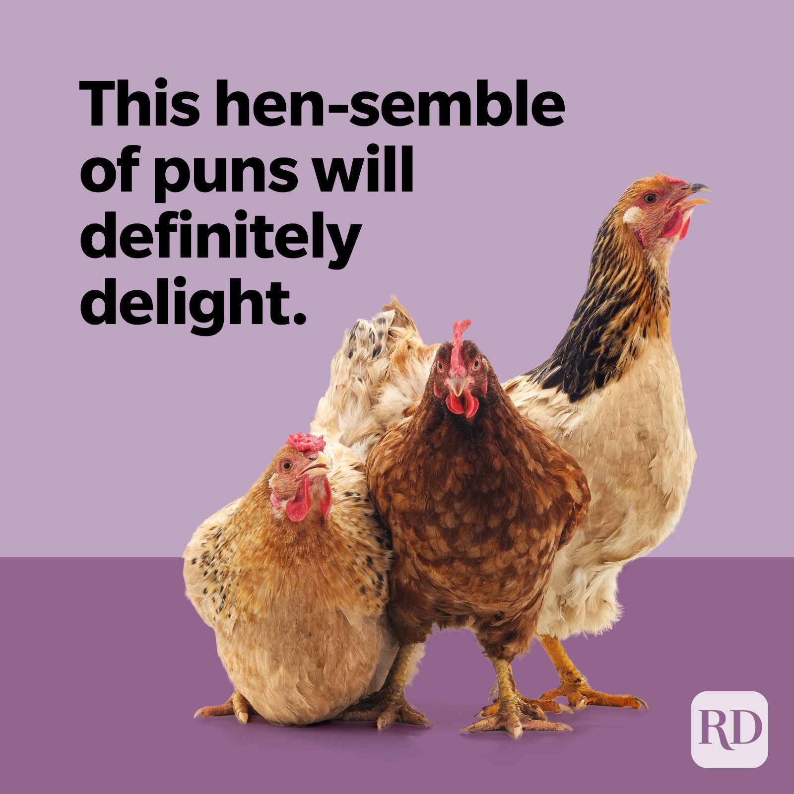 funny chickens