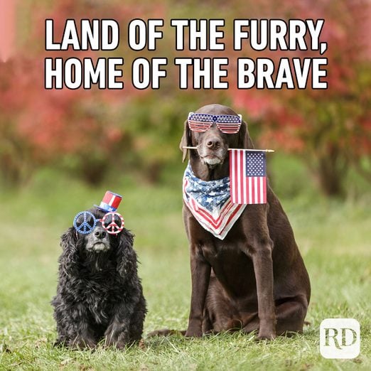 35 Funny 4th of July Memes Worth Sharing Reader's Digest