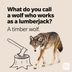 25 Wolf Puns That Are Howlingly Funny