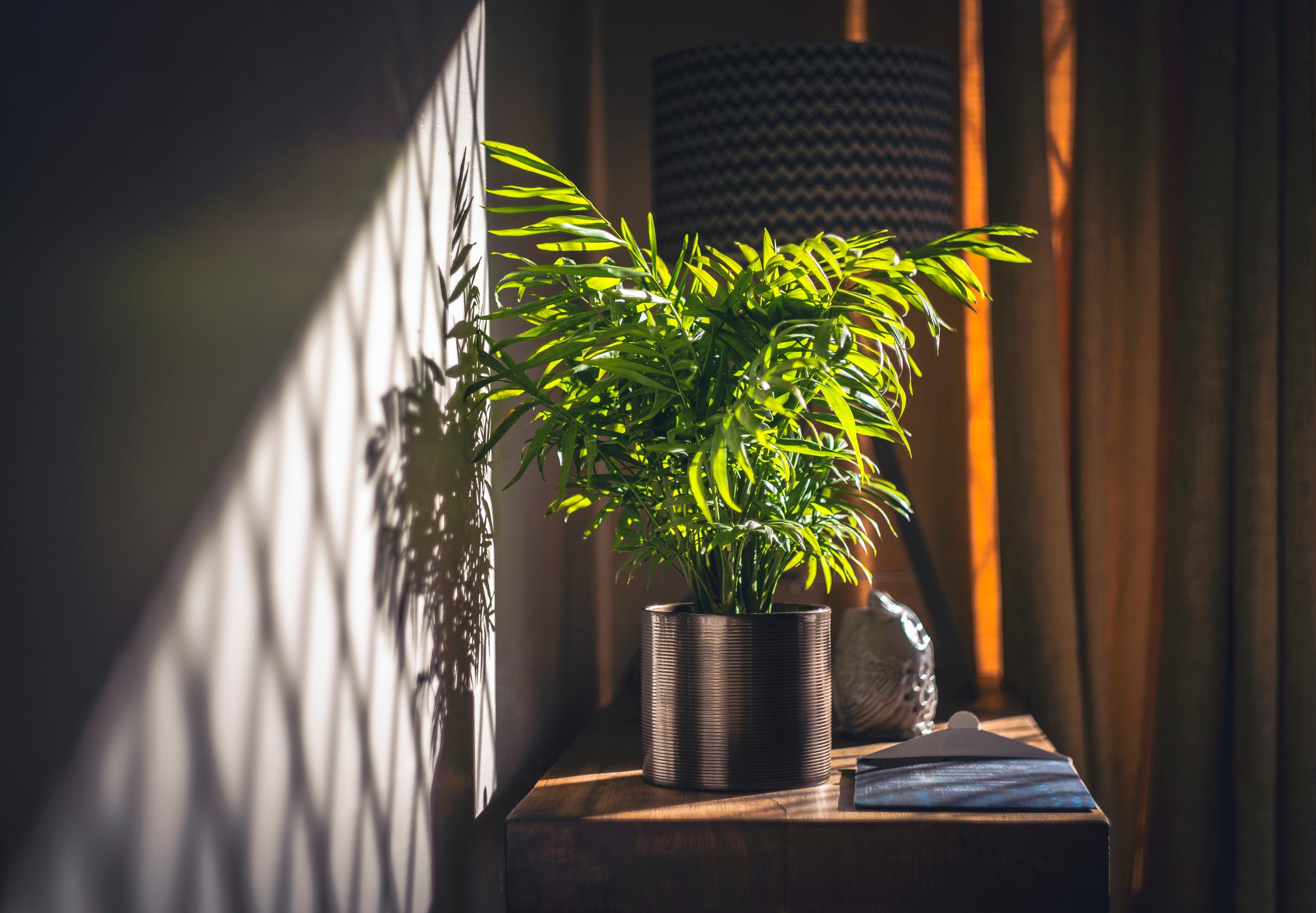 House plant and Sunshine