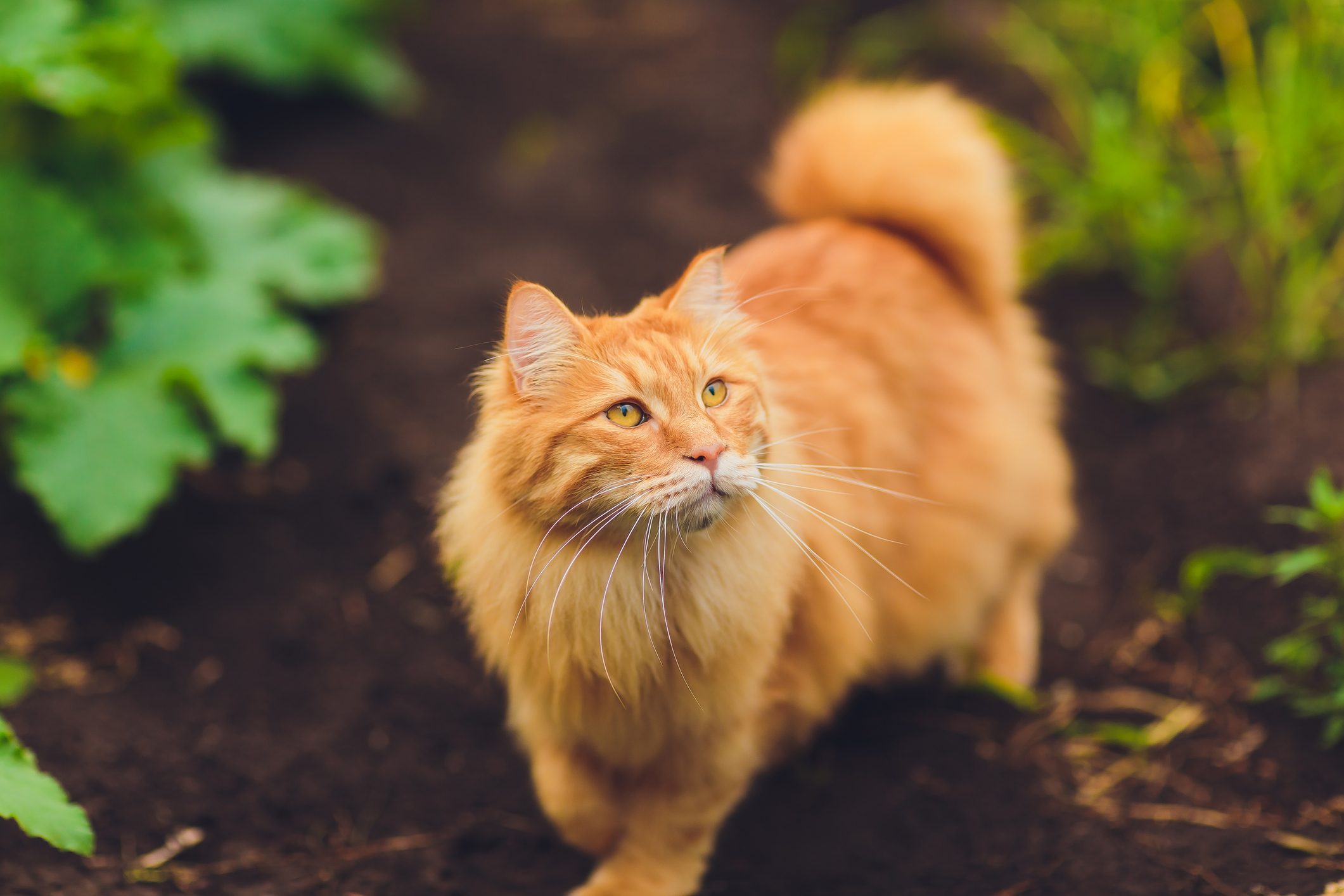 Long-haired orange cat breed