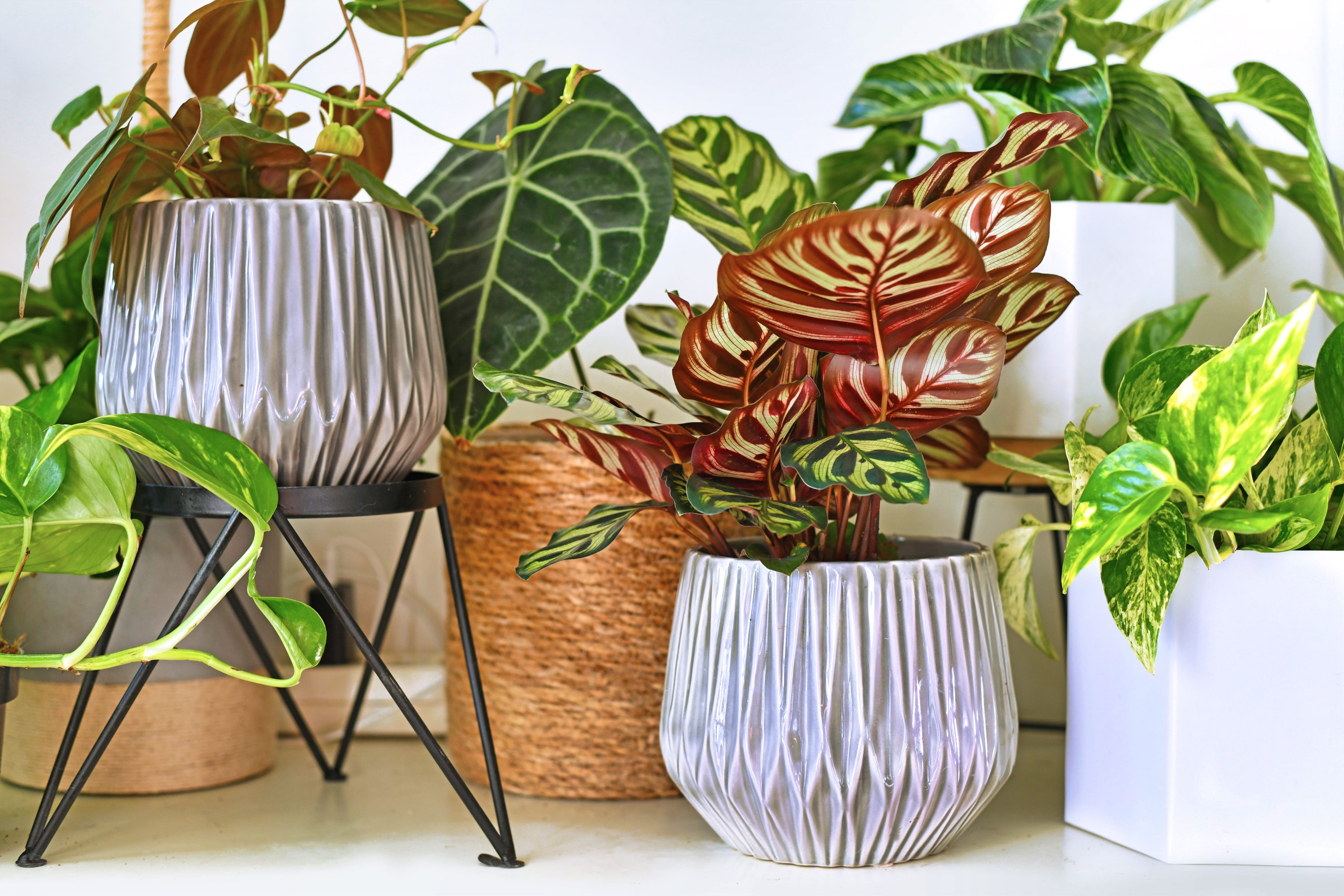 Various different tropical house plants in flower pots arranged on shelf