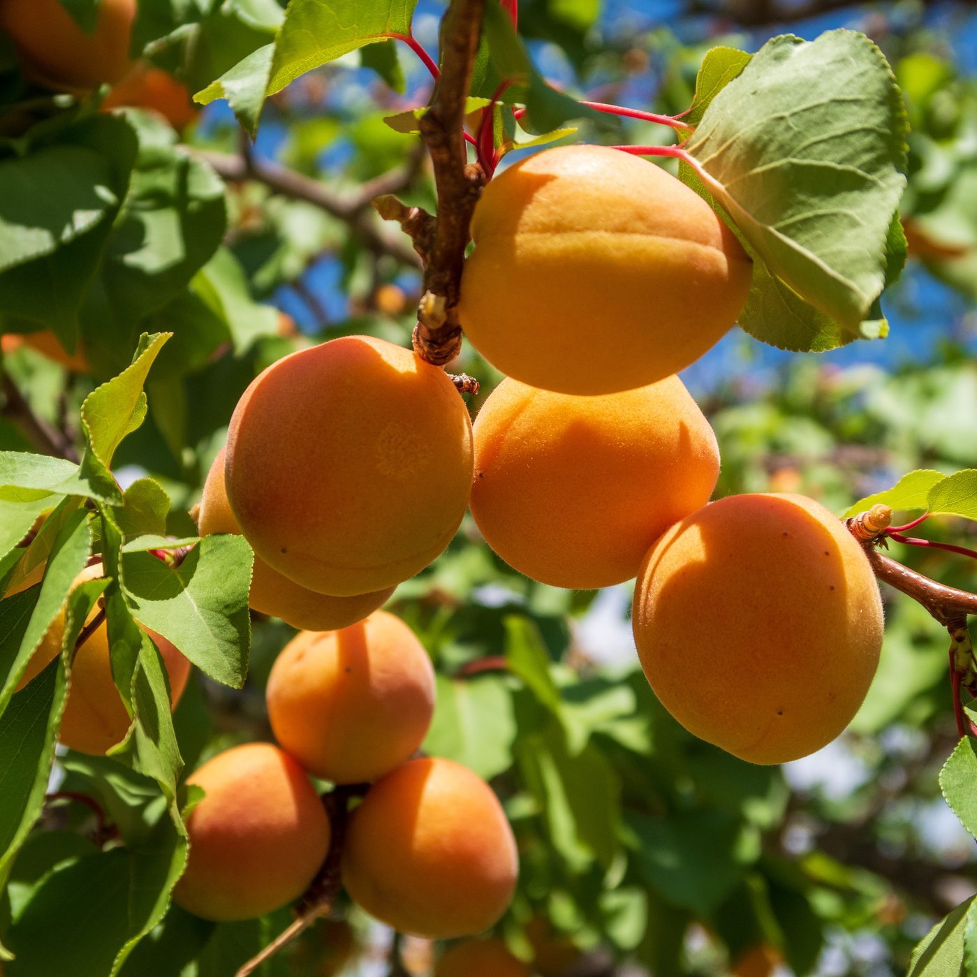 Close Up Of Ripe Apricots Growing On A Tree At Capitol Reef National Park In Utah