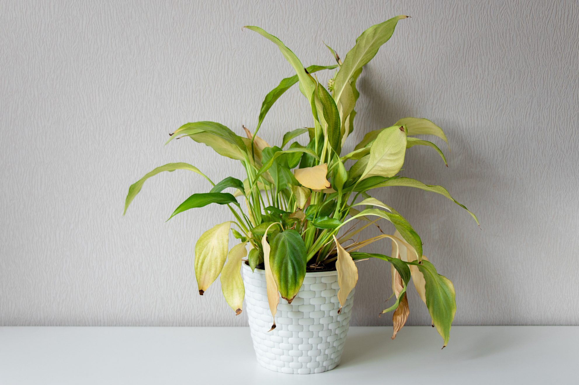 How to Save a Dying Houseplant