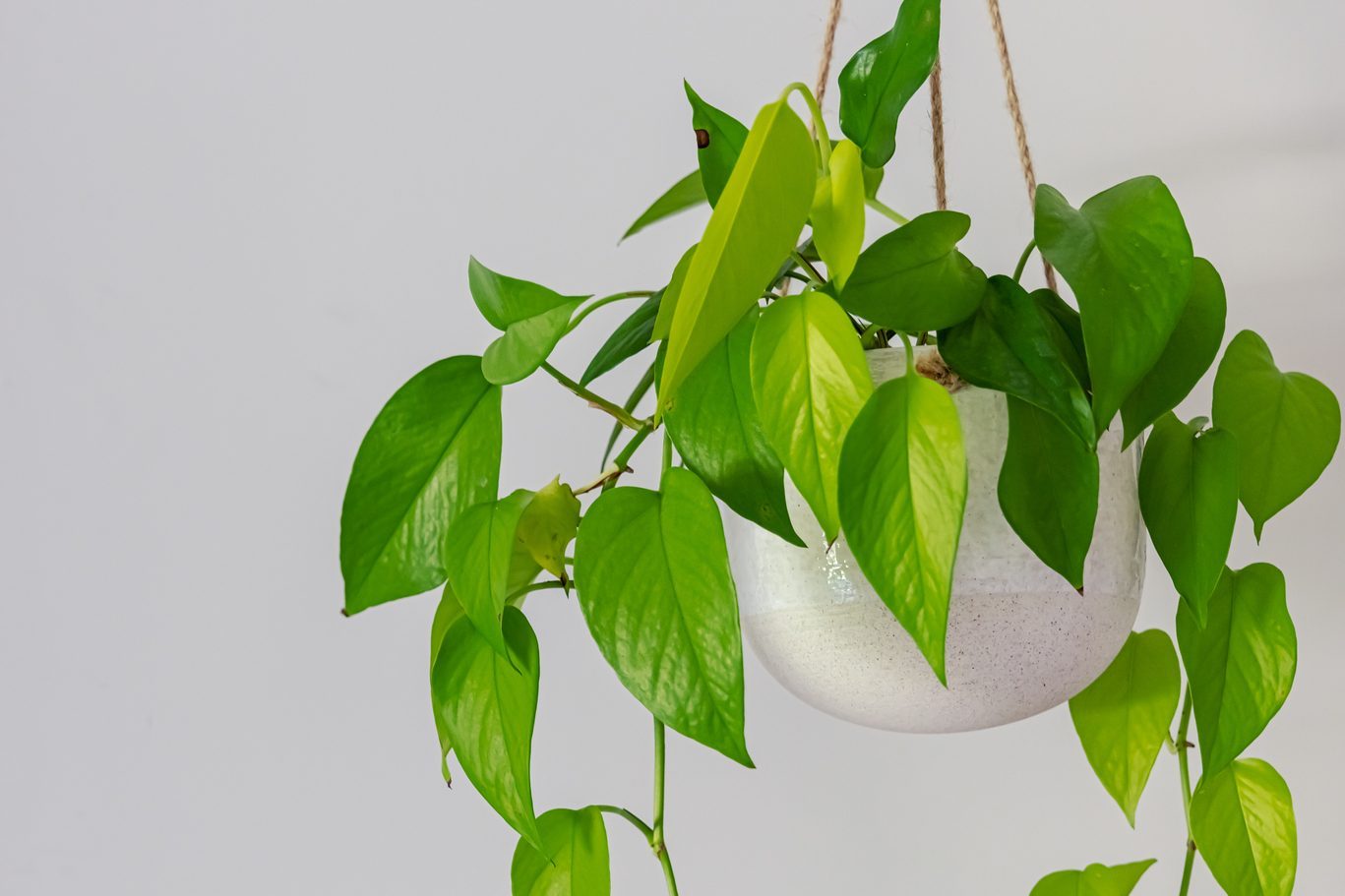 golden pothos indoor plant vine in a hanging pot near doorway