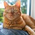 10 Orange Cat Breeds That Have Head-Turning Coats