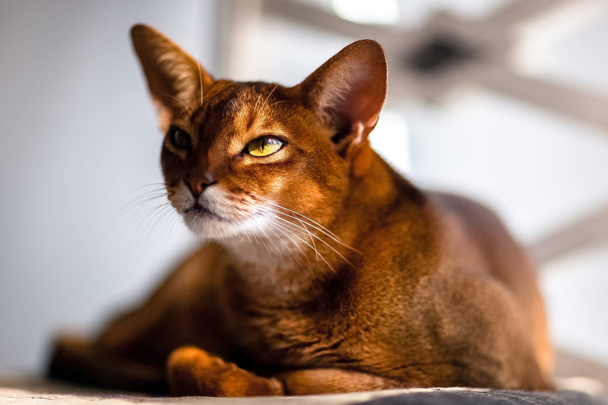 10 Adorable Orange Cat Breeds | Friendly Orange Breeds of Cats