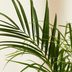 20 Air-Purifying Plants for Your Home