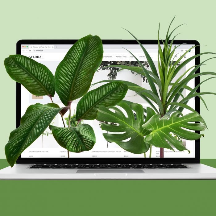 18 Best Places to Buy Plants Online 2022 | Where to Buy Plants Online