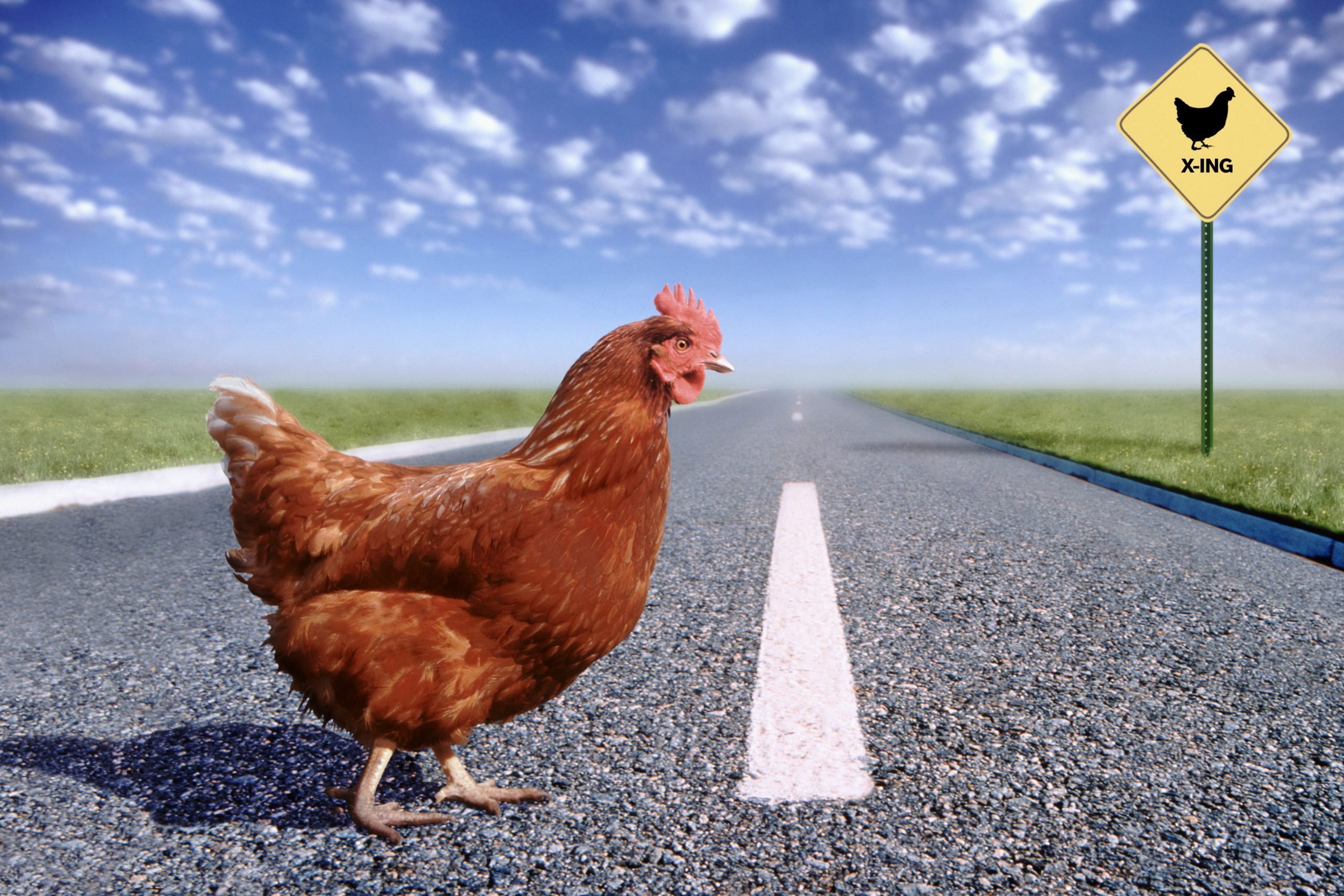 30 Funny Why Did The Chicken Cross The Road Jokes Reader S Digest