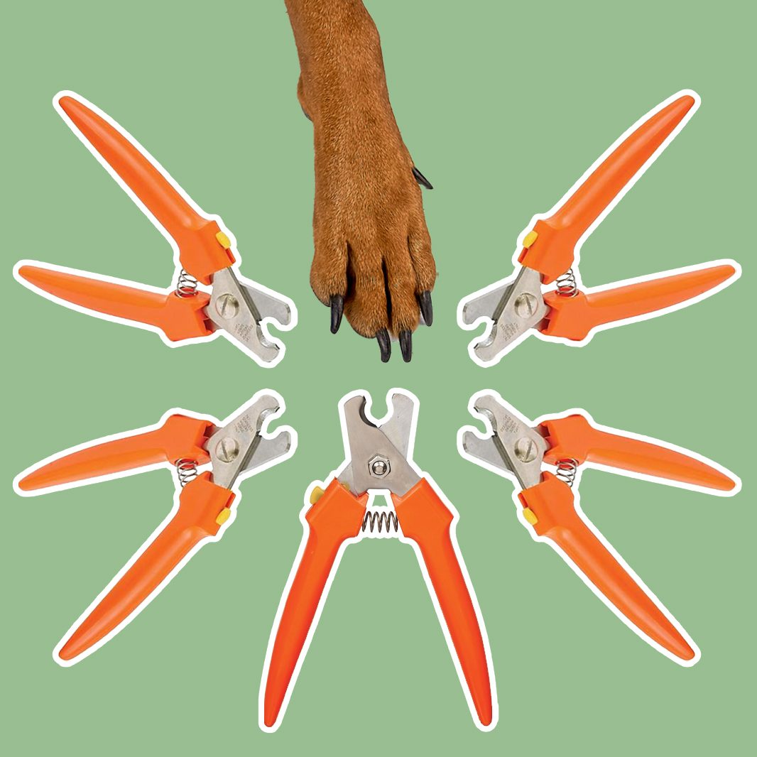 Nail Trimmers & Clipper for German Shepherd Dog and other Large Size  Herding Dogs - Easy to Use Nail Clippers with Nail Guard to Prevent  Over-Cutting - Sharp & Stainless-Steel Nail Clippers 