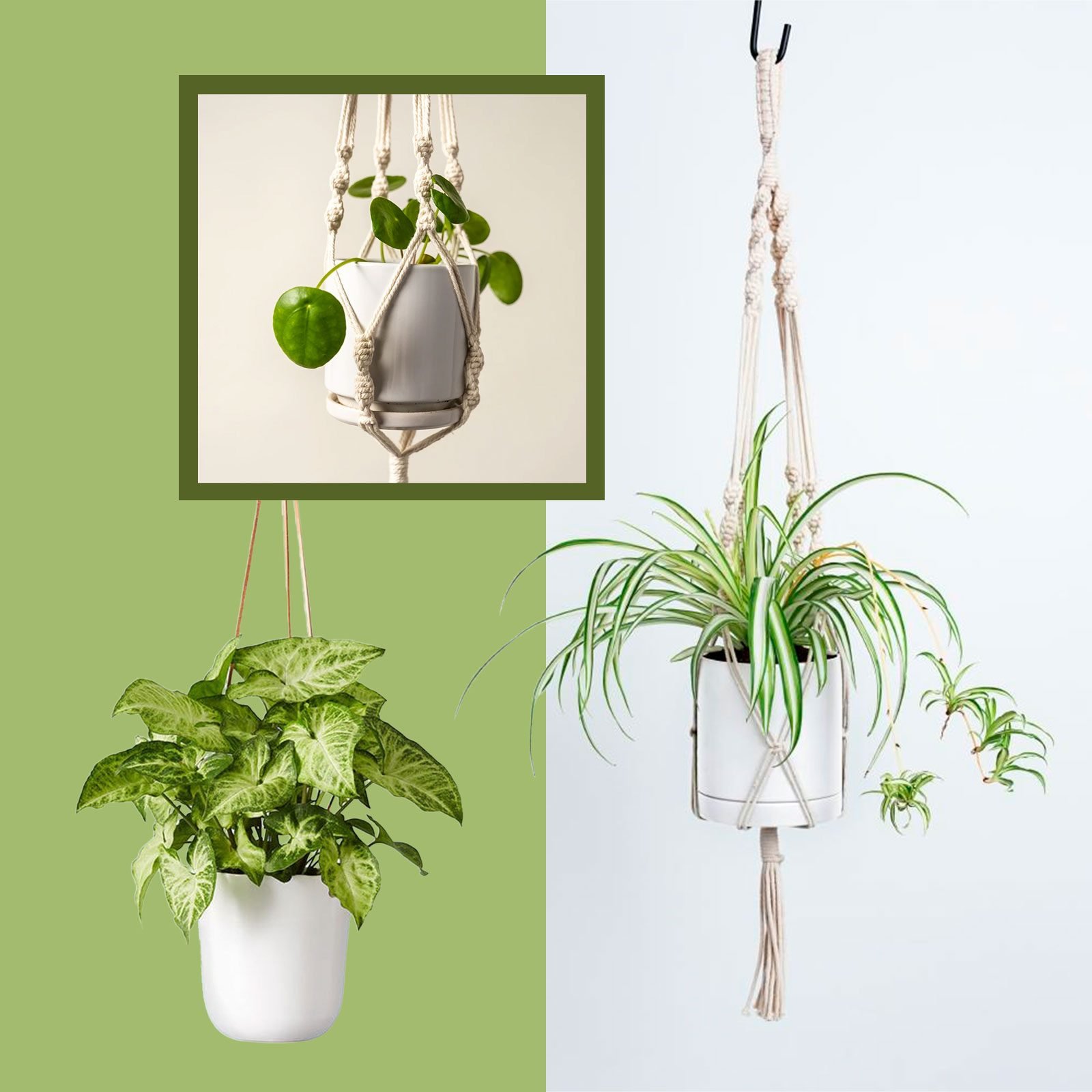 13 Indoor Hanging Plants Best Hanging Plants That Will Thrive Inside
