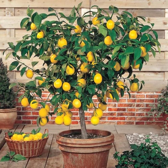 8 Best Indoor Fruit Trees | Fruits to Grow Indoors Year-Round