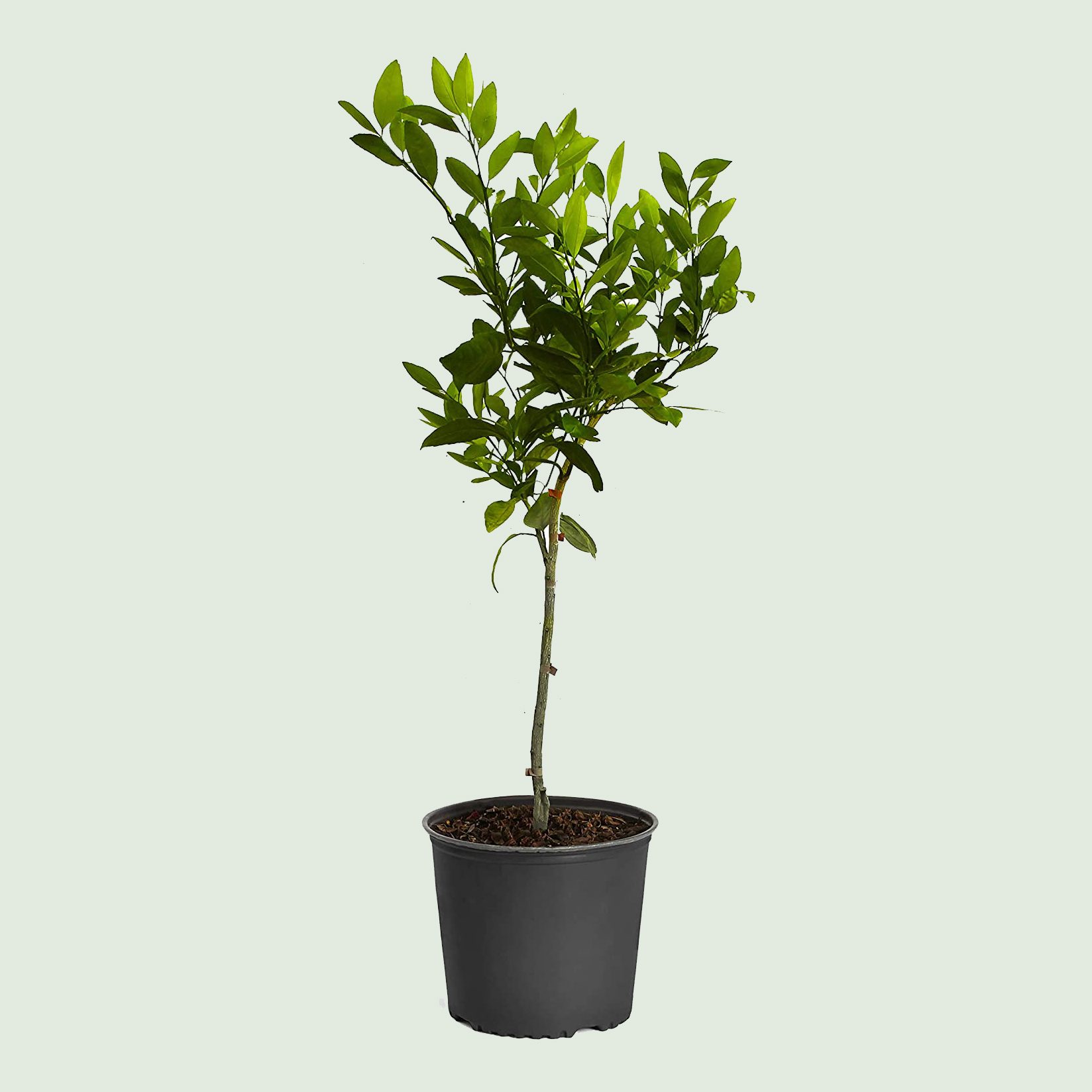 Calamondin dwarf orange tree