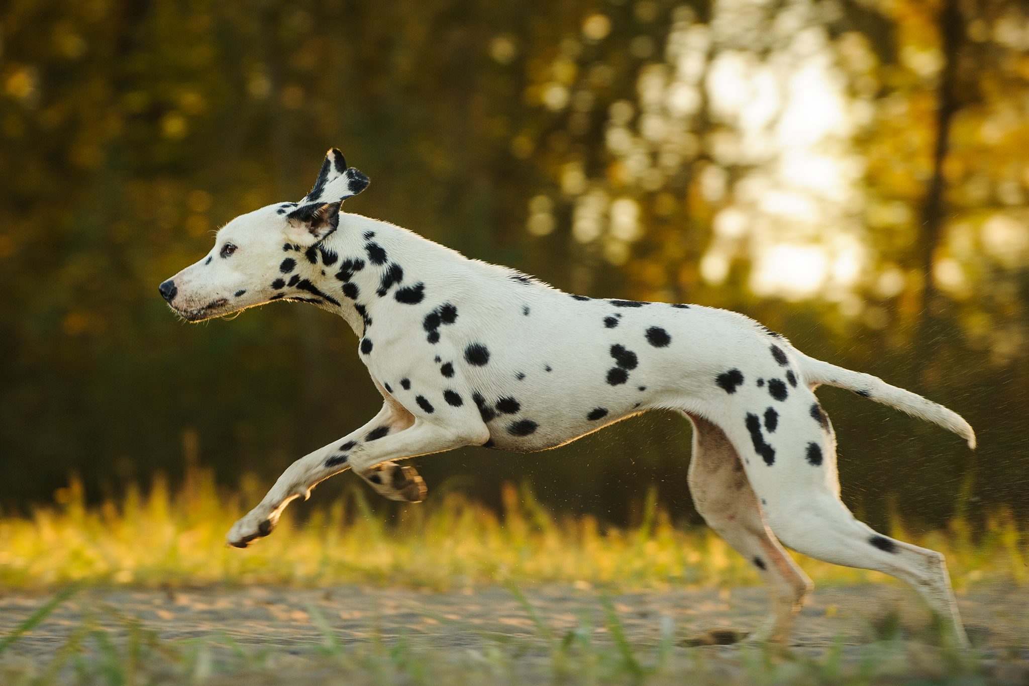 13 Fastest Dog Breeds in the World Reader's Digest