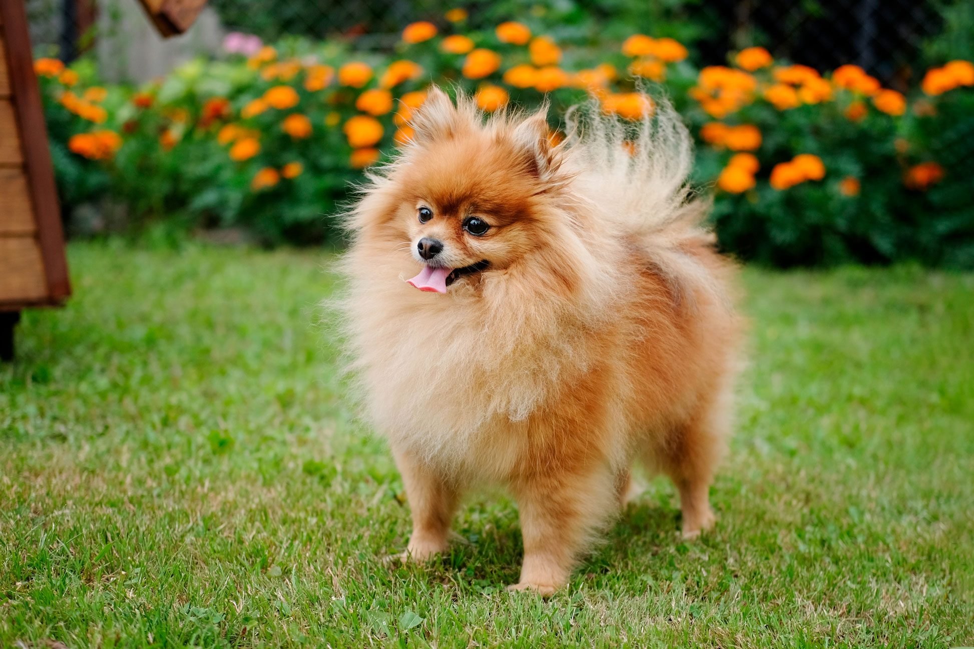 30 Toy Dog Breed [With Pictures]—Miniature Dogs | Reader's Digest