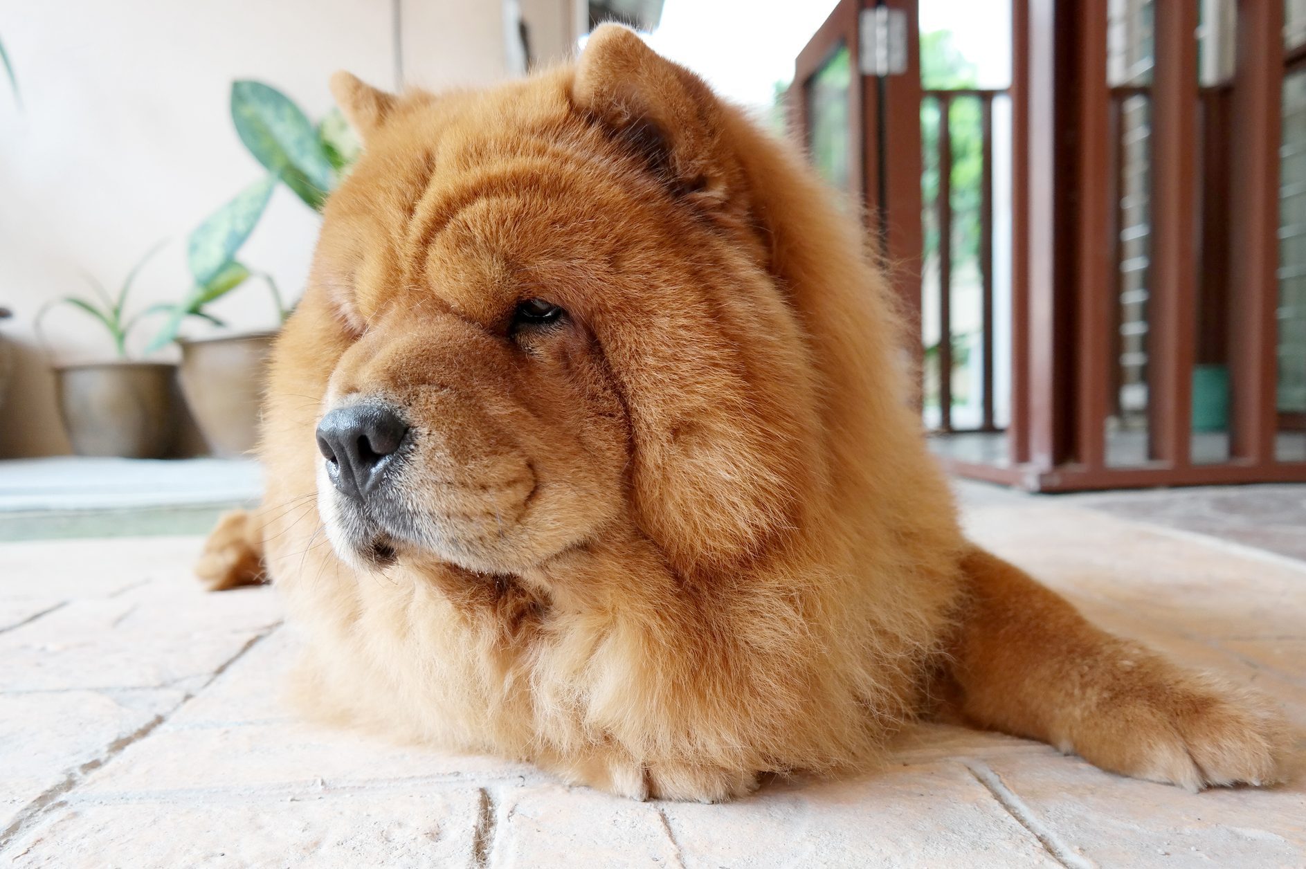 25 Fluffy Dog Breeds with CloudLike Coats with Pictures