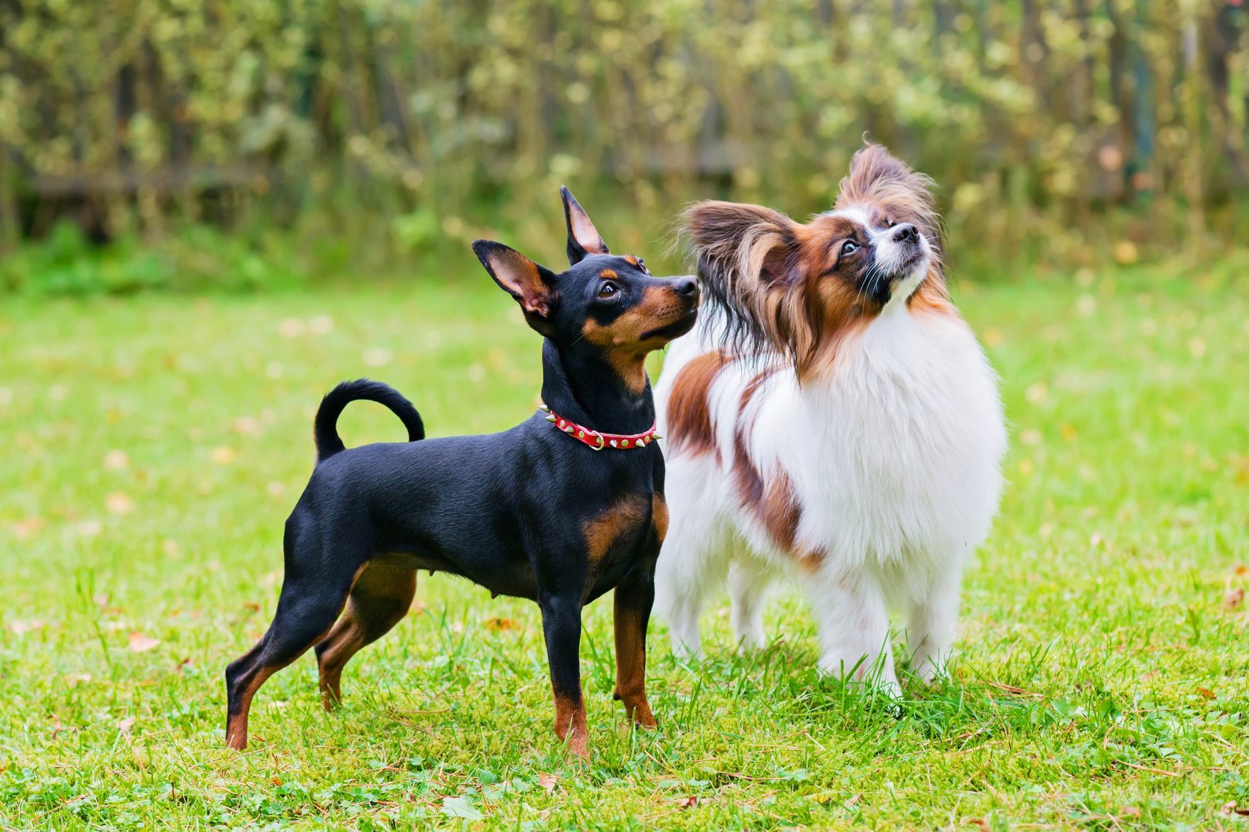 what are the small terrier breeds