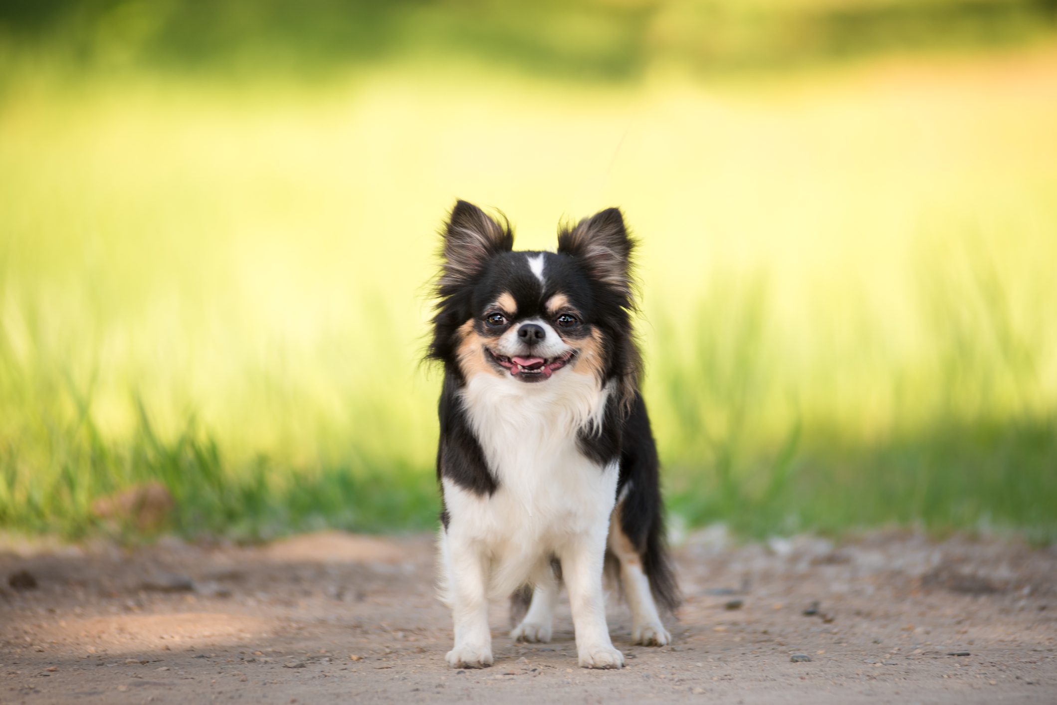  A teacup chihuahua dog smiling outside 