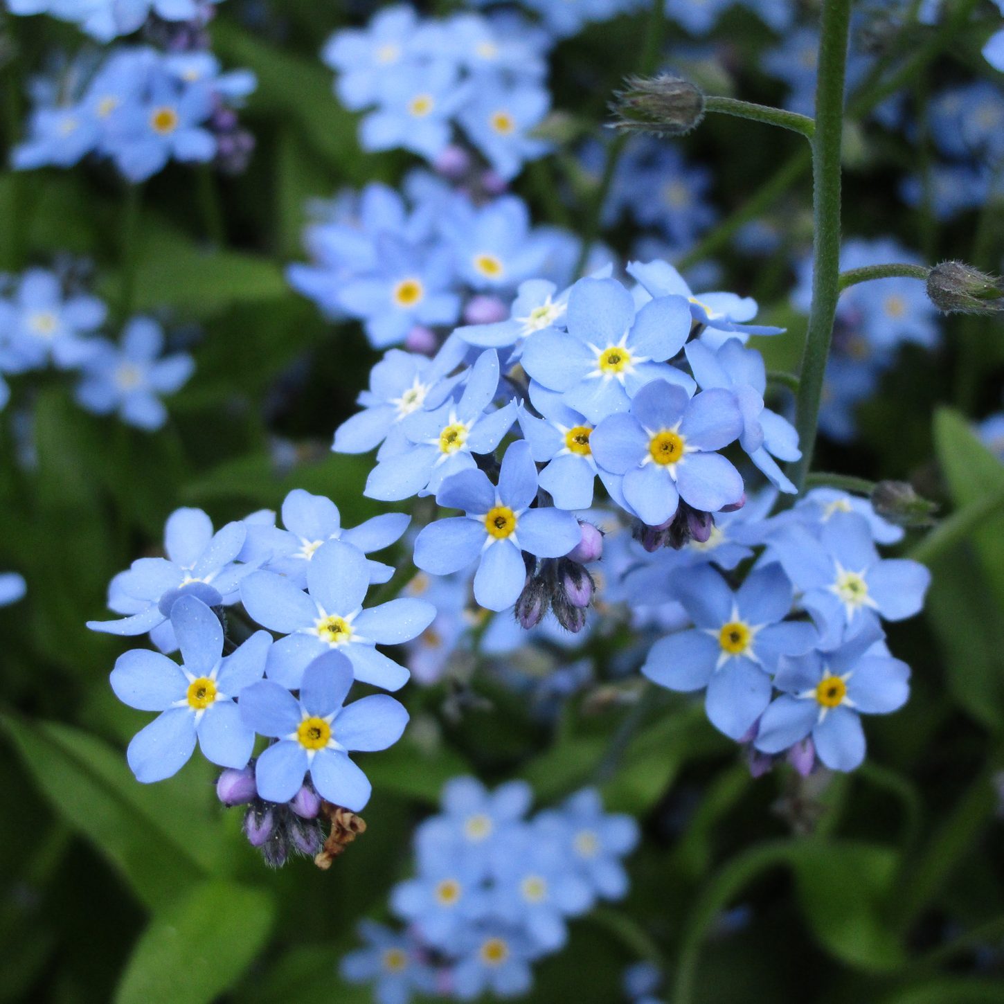 Smaller forget-me-not - Flora of Pennsylvania