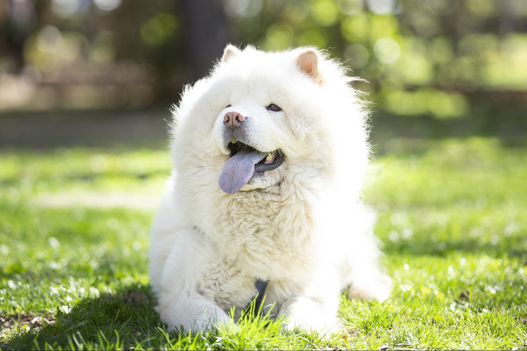 24 Fluffy Dog Breeds with Cloud-Like Coats (Including Pictures)