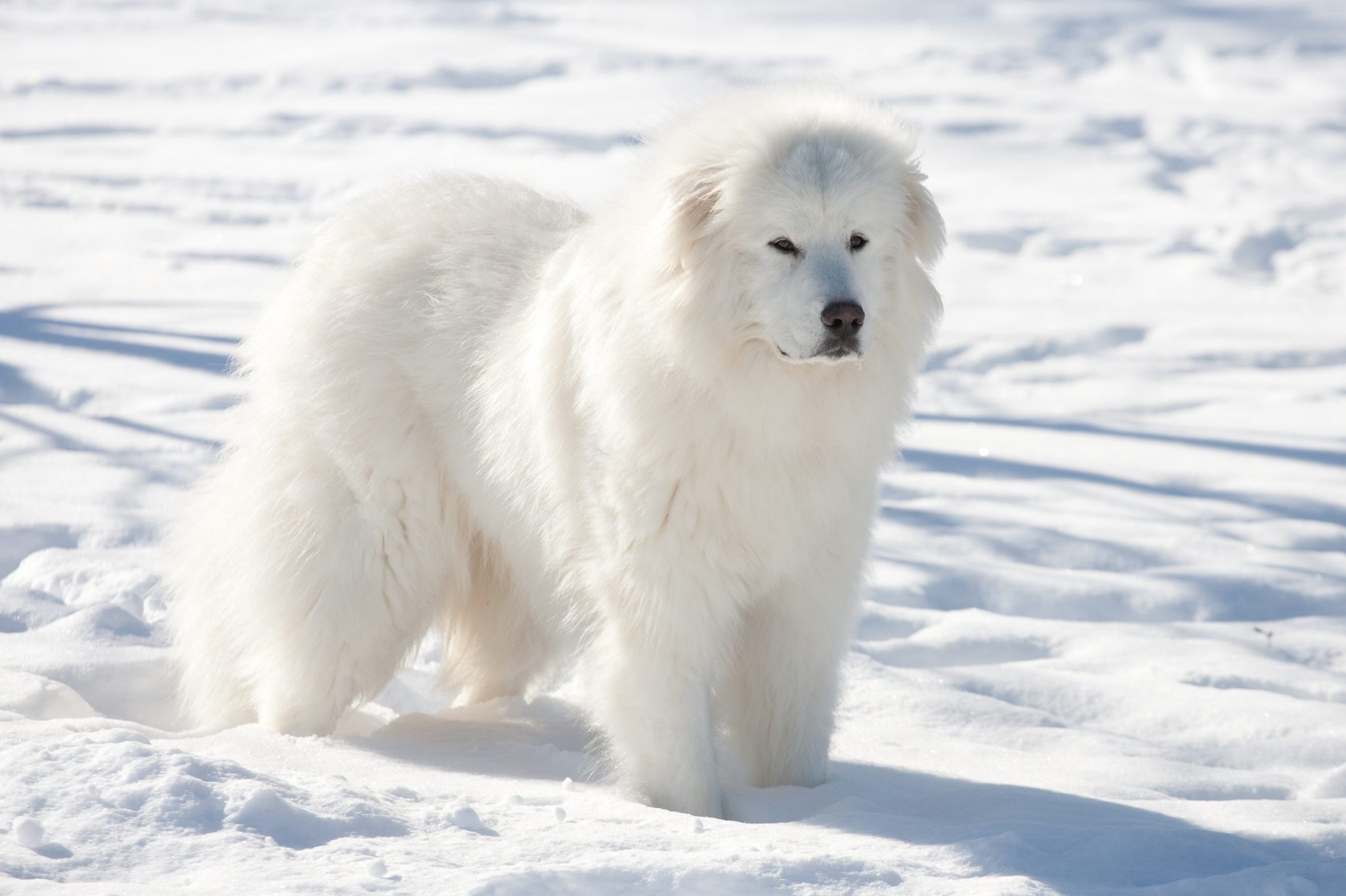 dogs that look like polar bears