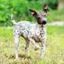 9 Hairless Dog Breeds That Are Bald and Beautiful
