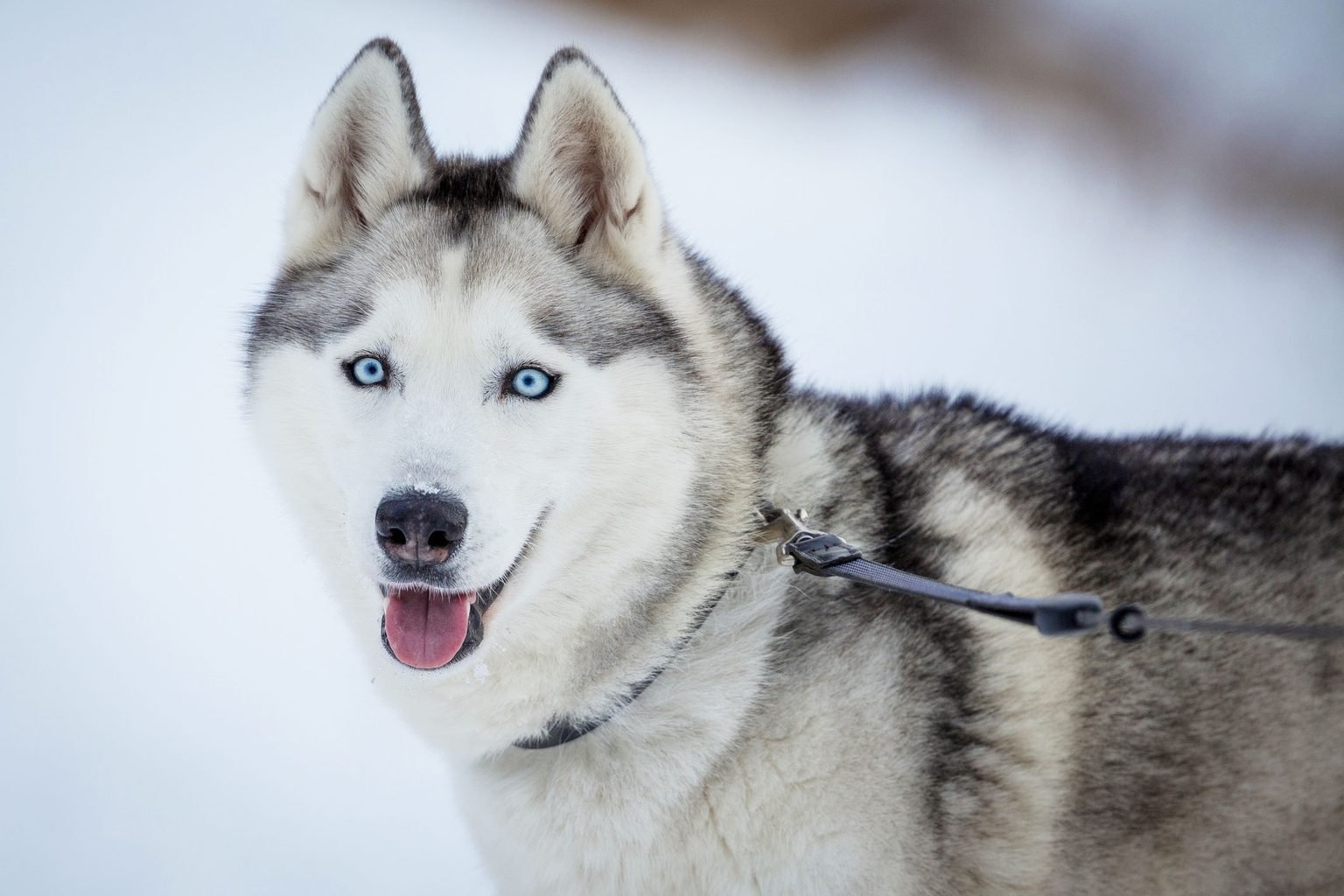 12 Dog Breeds With Blue Eyes That Are Stunning