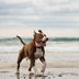 15 Dog-Friendly Beaches Your Pooch Will Love