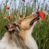 12 Dog Breeds with Long Noses You'll Love—No Snout About It