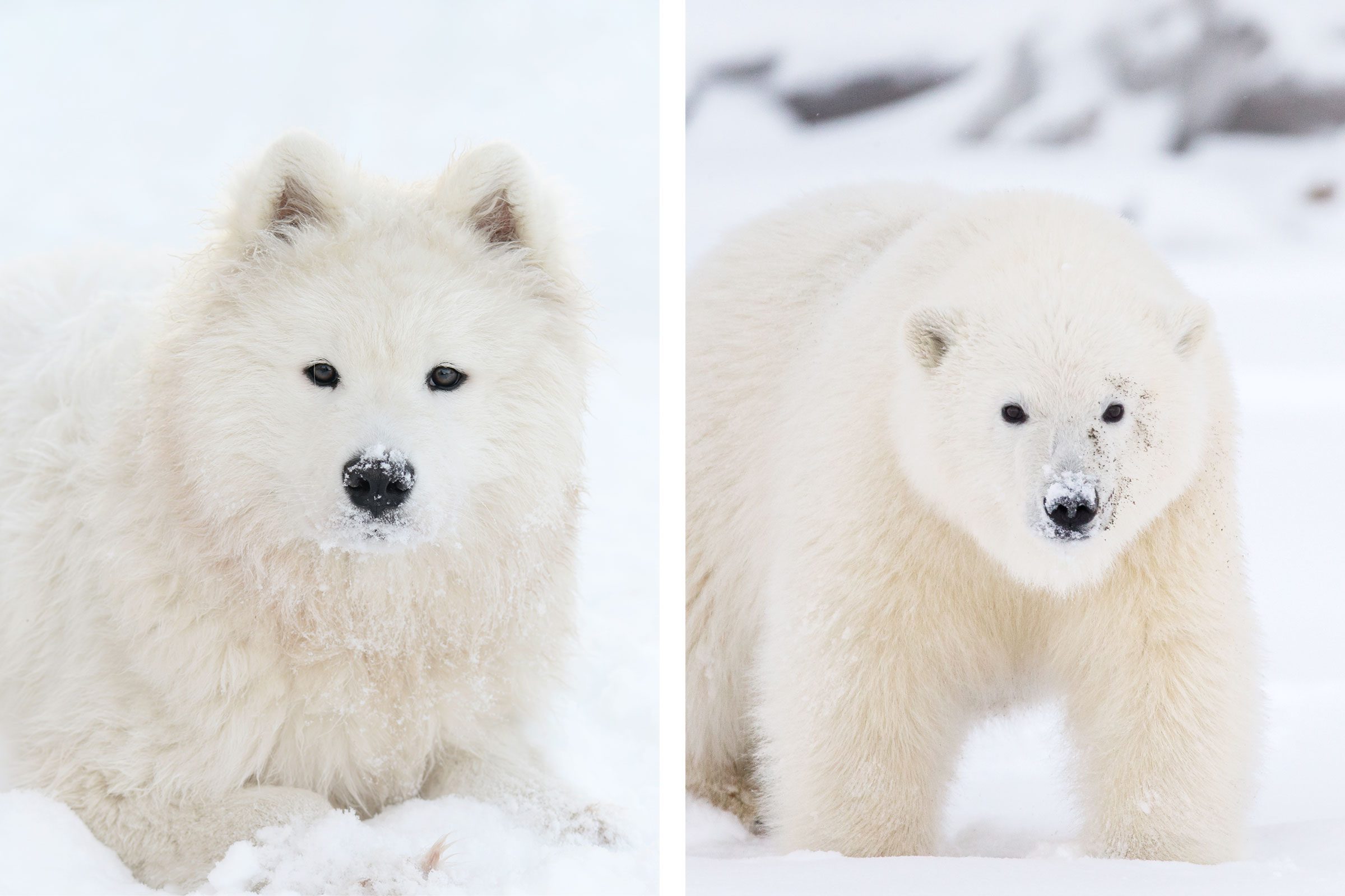 dogs that look like polar bears