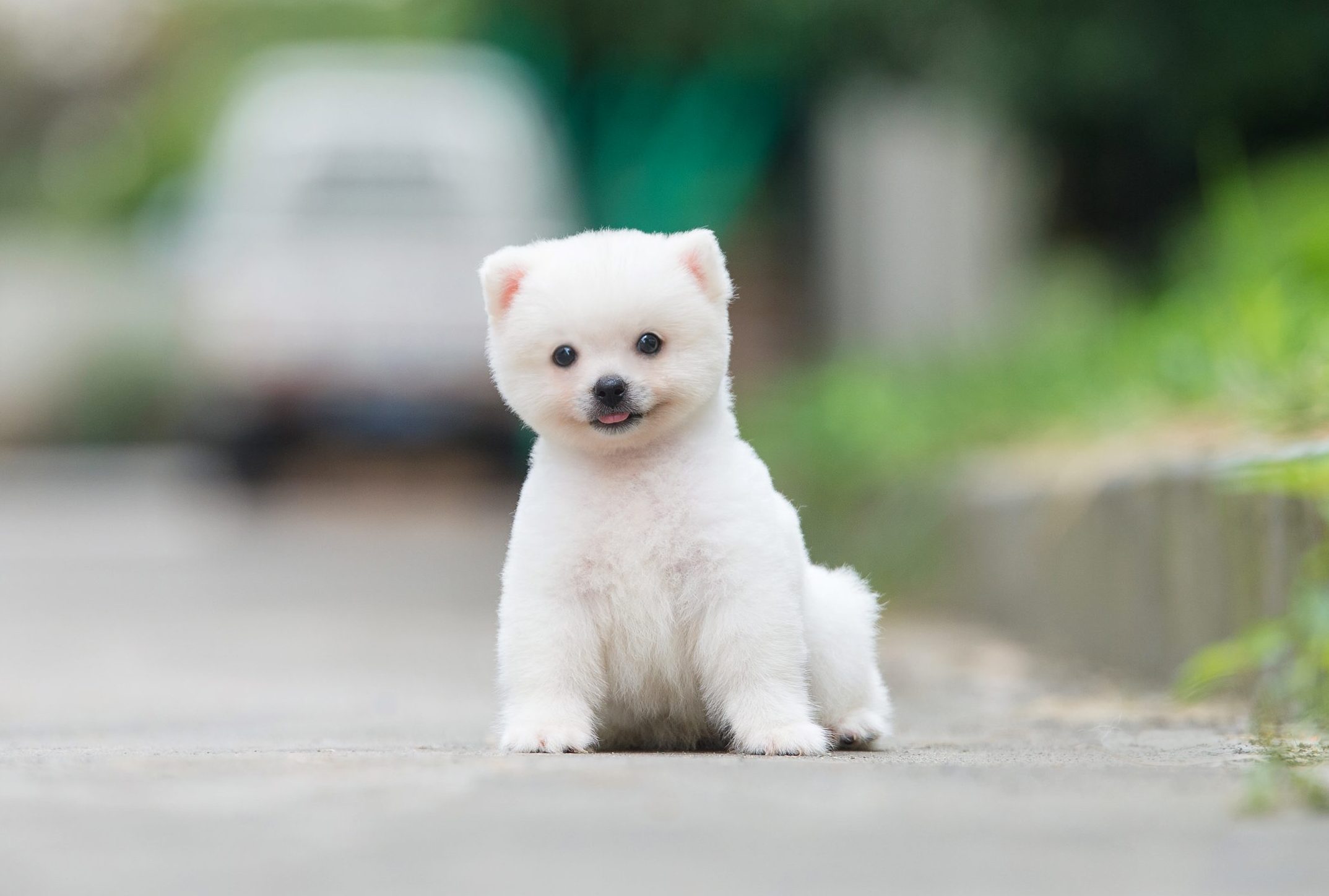 10 Teacup Dog Breeds for Tiny Canine Lovers