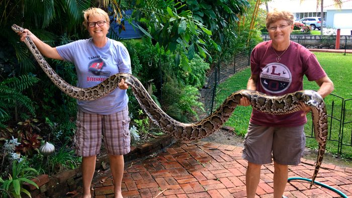 Massive, 9-foot albino boa constrictor found in Florida backyard