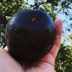 Black Diamond Apples Cost at Least $7 Each—Here’s Why