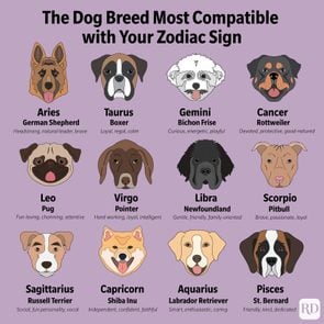 which dog breeds are good with cats