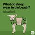 36 Sheep Puns That Are Perfect for Ewe