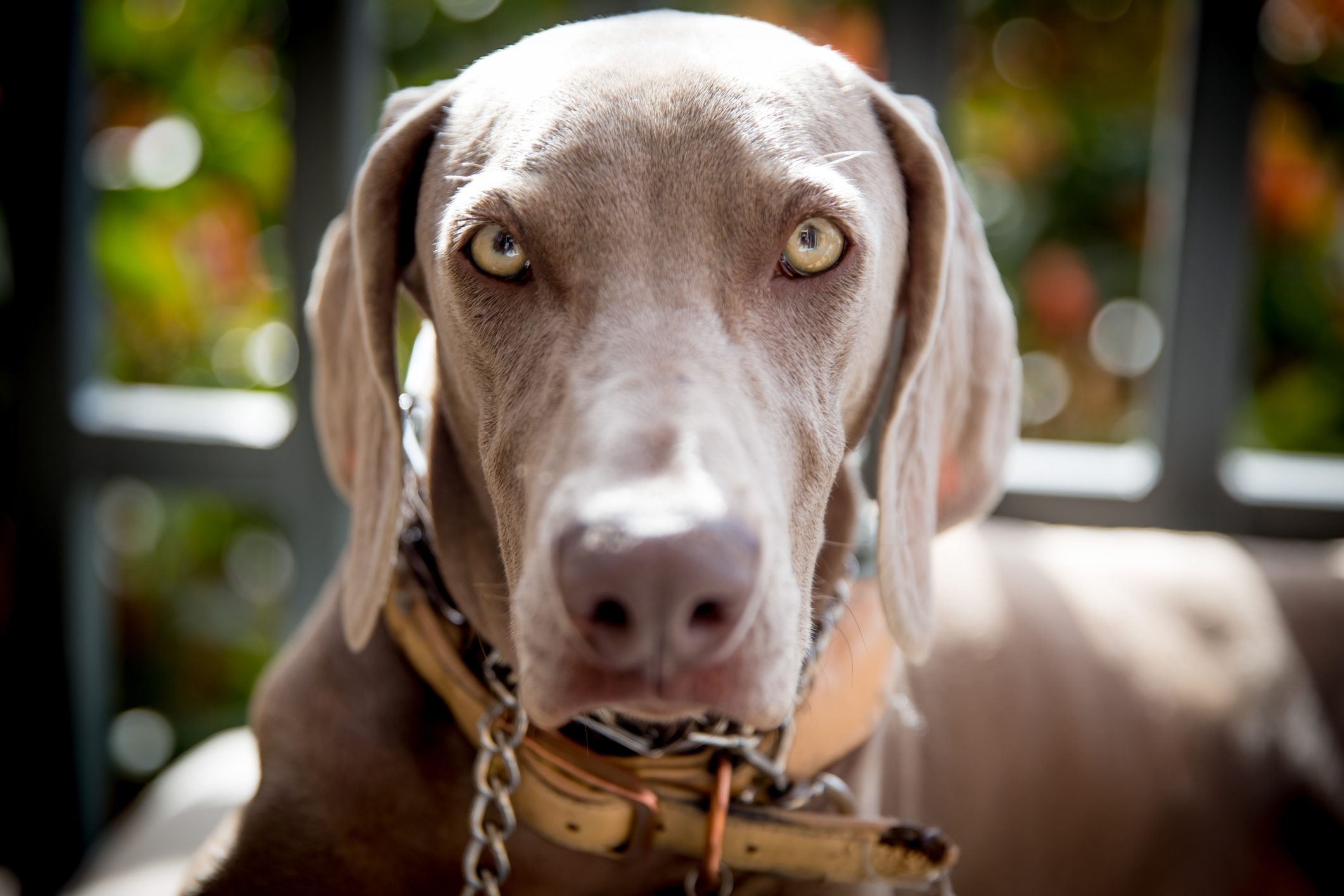 10 Dog Breeds with Beautiful Green Eyes Reader's Digest