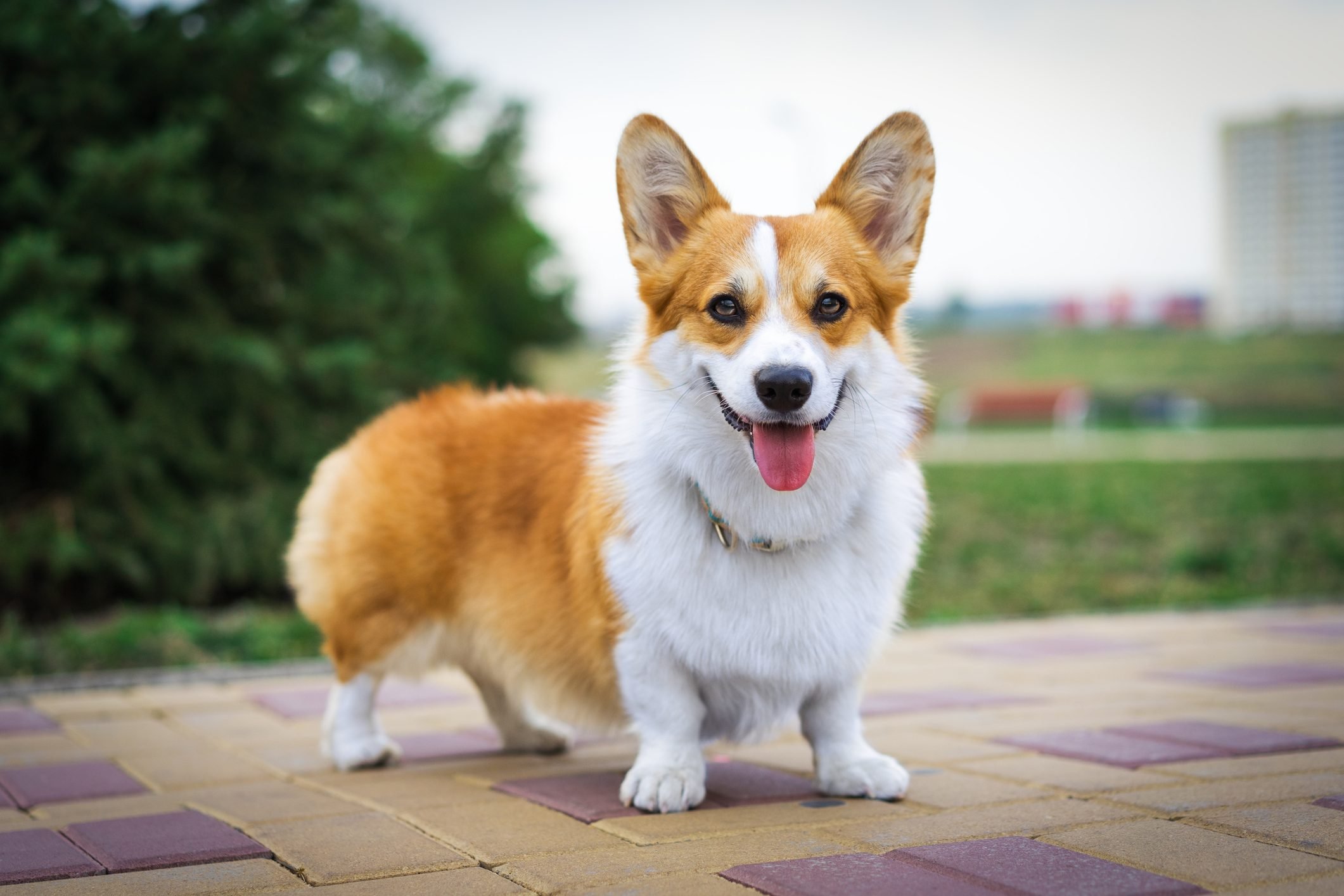 8 Short-Legged Dogs — Adorable Dogs with Short Legs