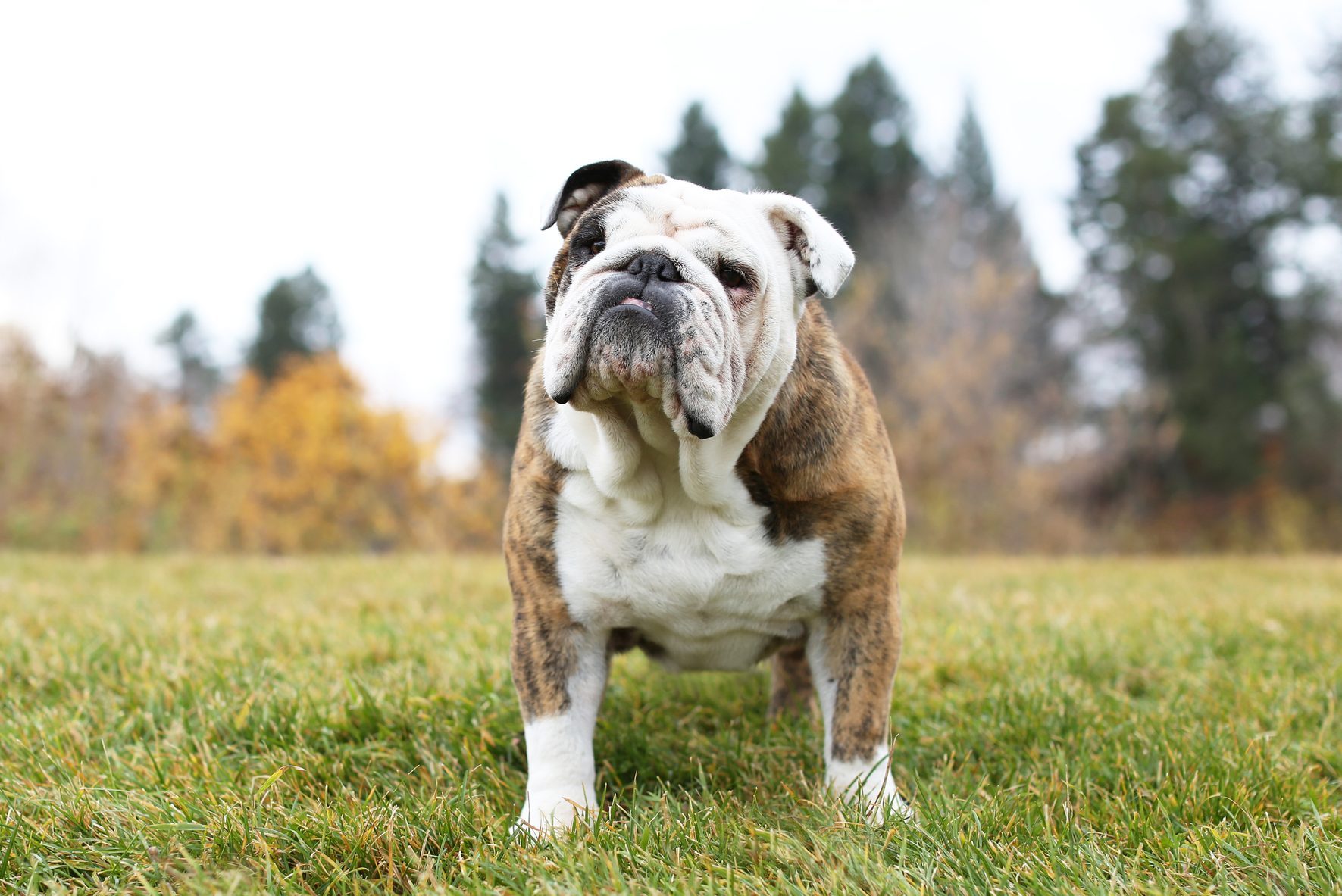 17 Calm Dog Breeds with Easygoing Personalities (With Pictures ...