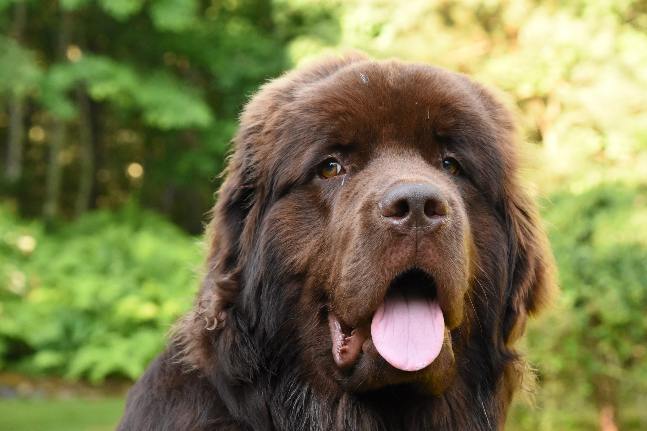 What Are The Biggest And Hairiest Dogs