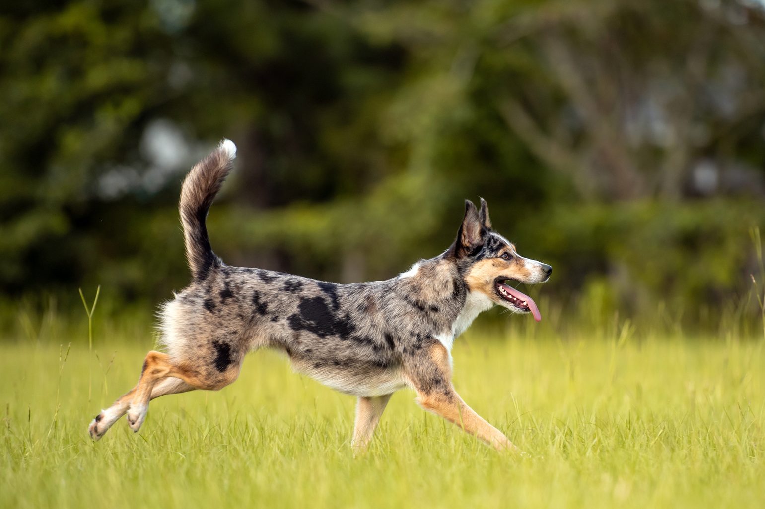 10 Australian dog breeds – Australian Shepherd Dogs – Fort Funston Dog