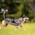 10 Energetic Australian Dog Breeds to Add to Your Family
