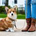 8 Lovable Dogs with Short Legs