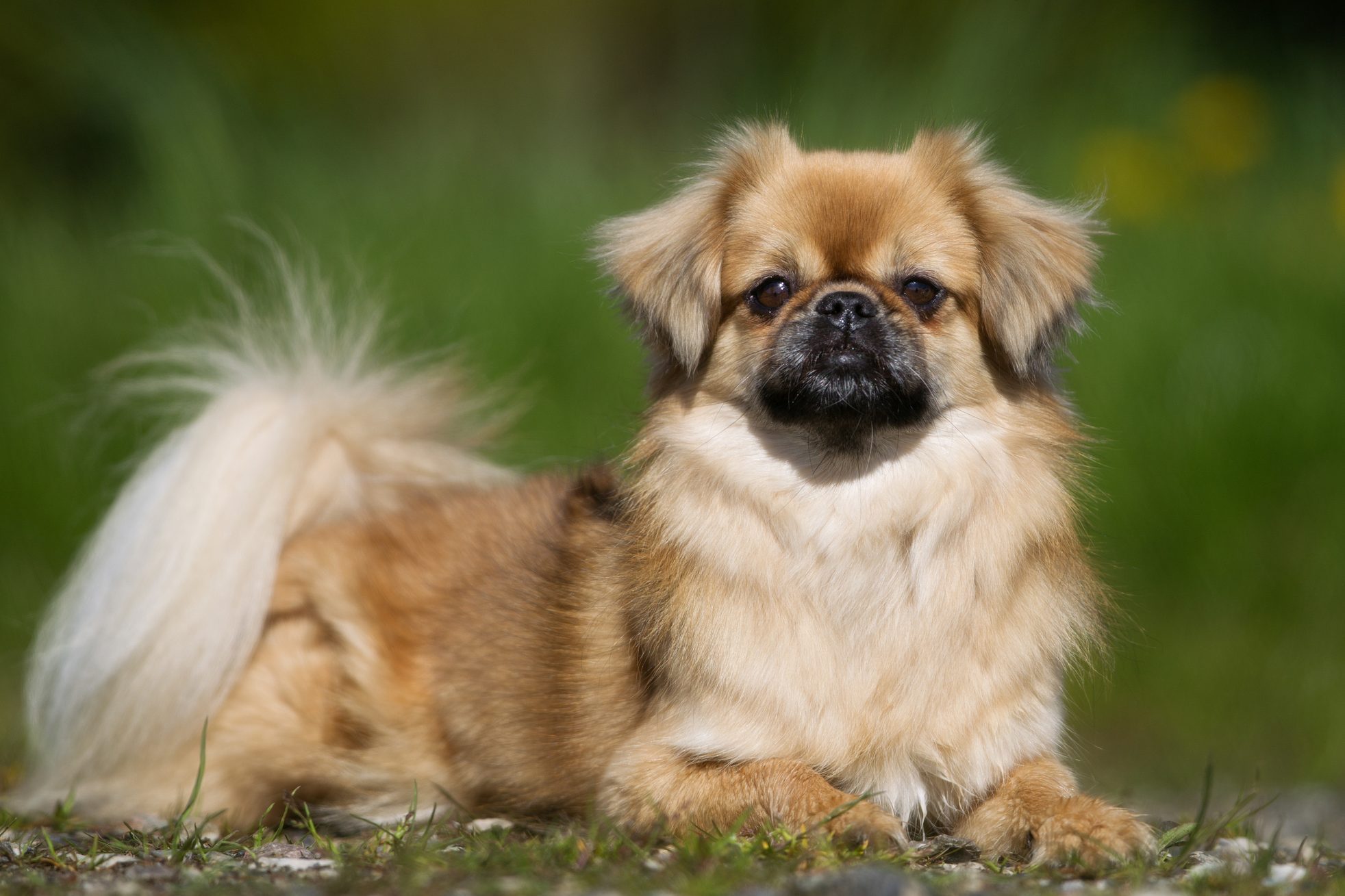 17 Calm Dog Breeds with Easygoing Personalities (With Pictures