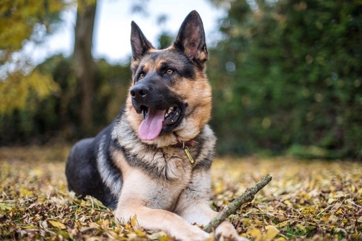 What Your Favorite Dog Breed Says About Your Personality | Reader's Digest